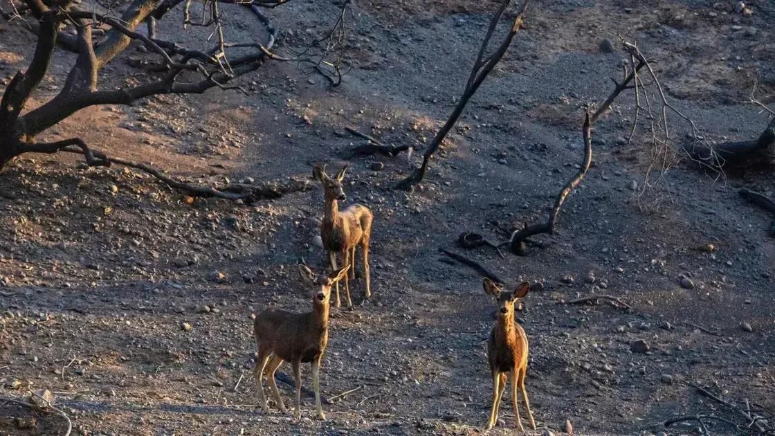 Incêndios na Califórnia: Impacto na Vida Selvagem em 2025