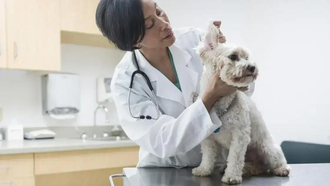 Veterinários DC em Alerta: Riscos na Inauguração Presidencial